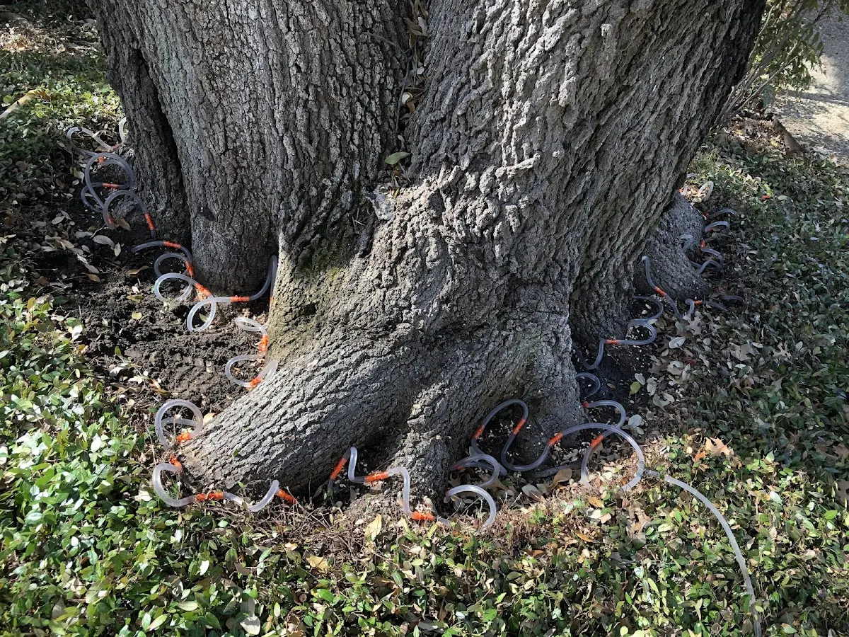Detailed Tree Cabling and Bracing job site in Huletts Landing