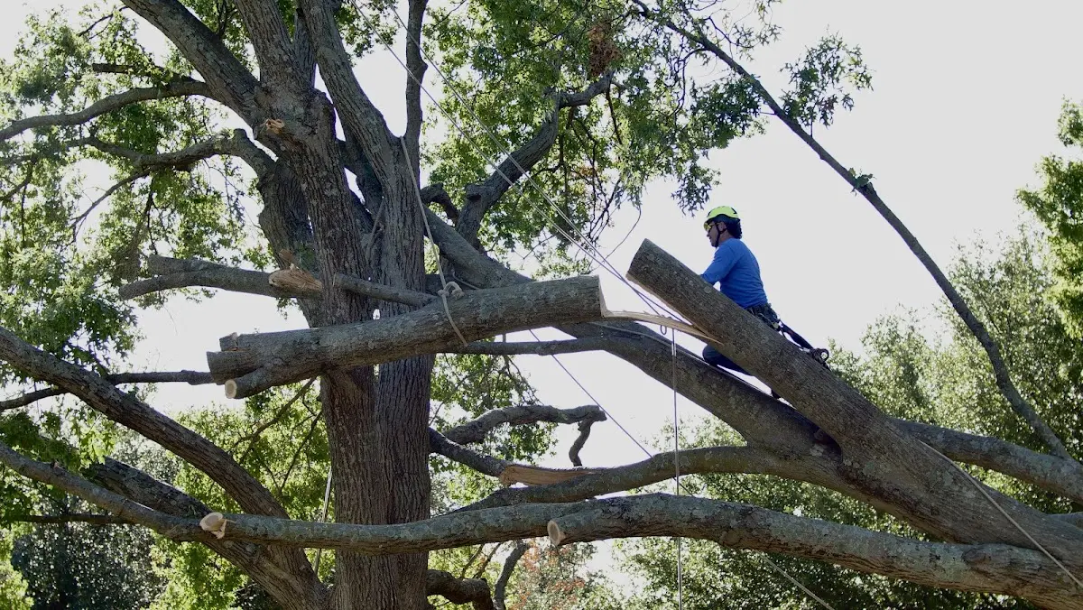 Professional Crown Thinning performed by certified arborists in Huletts Landing