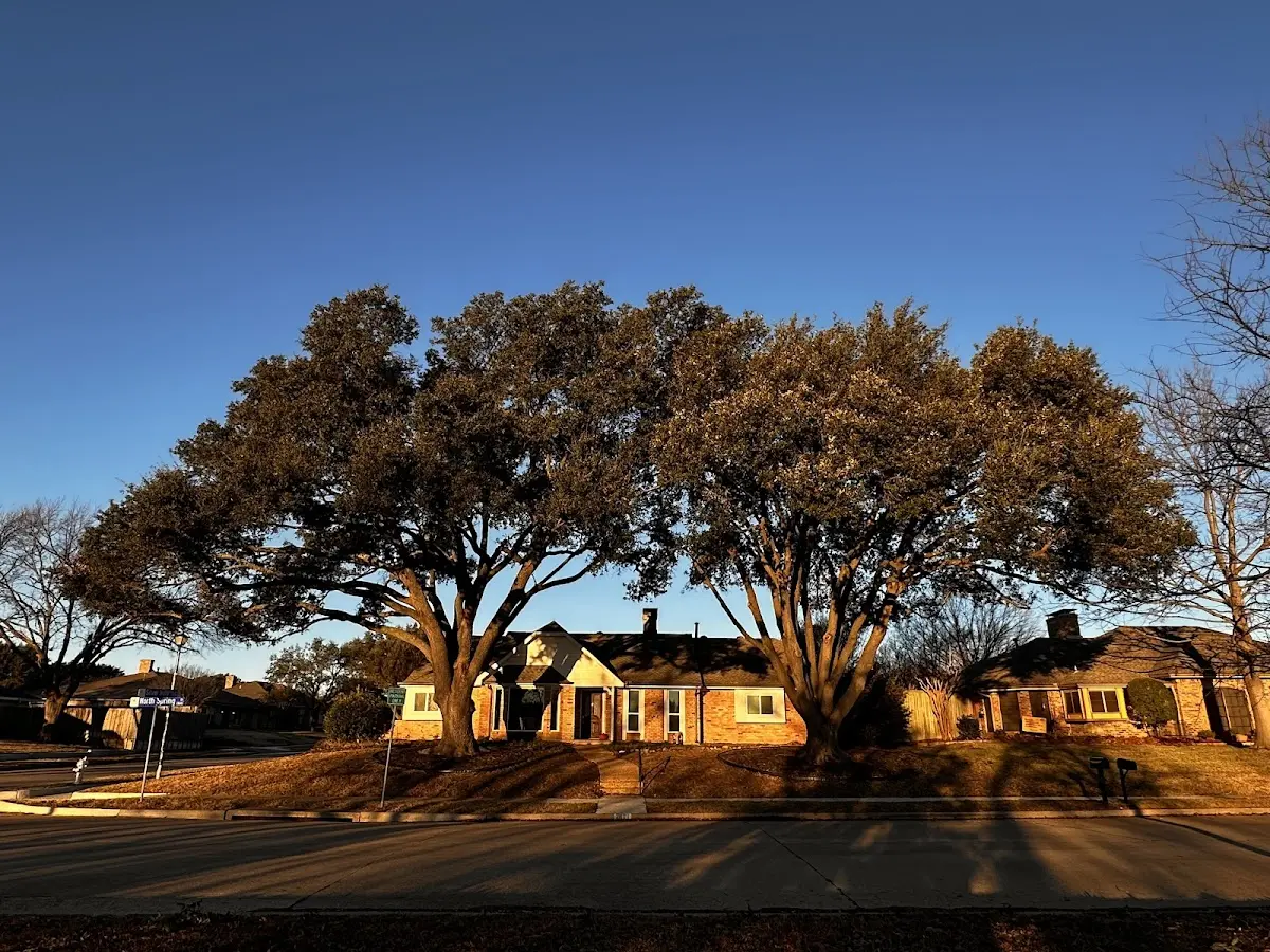 Established residential canopy tree shading a home in Huletts Landing
